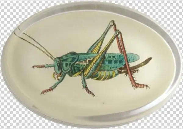 Locufta, Oval Paperweight - Paperweight