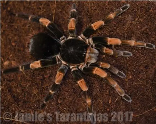 Megaphobema Mesomelas 1 1/4 - Costa Rica Giant Red Leg Tarantula