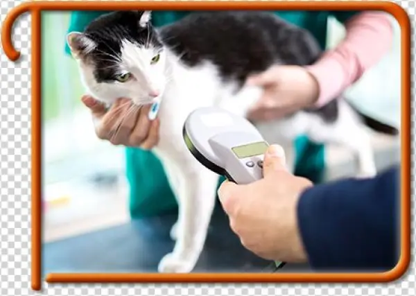 Pet Microchipping In Kirkland Kirkland Pet Microchipping - Vip Petcare Coupon 2017