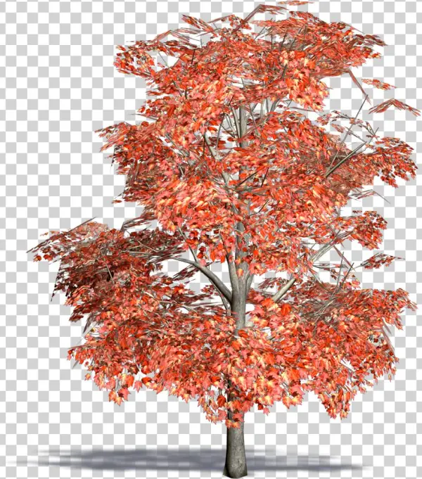 Red Maple