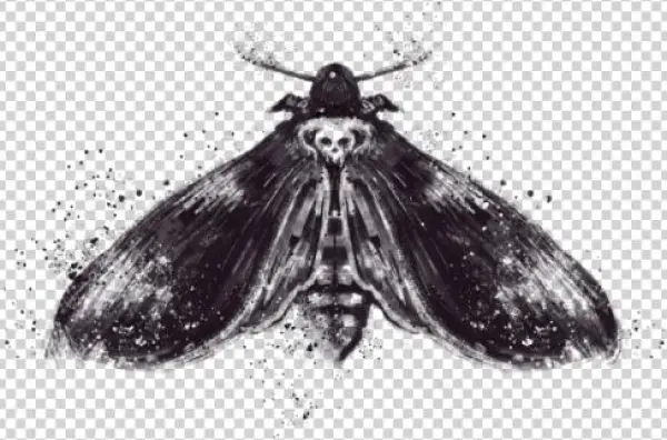 2 - Bombycidae