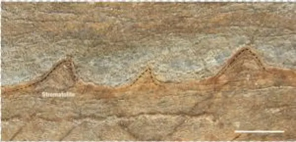 Could These Be The World's Oldest Fossils - Oldest Fossil Ever Found