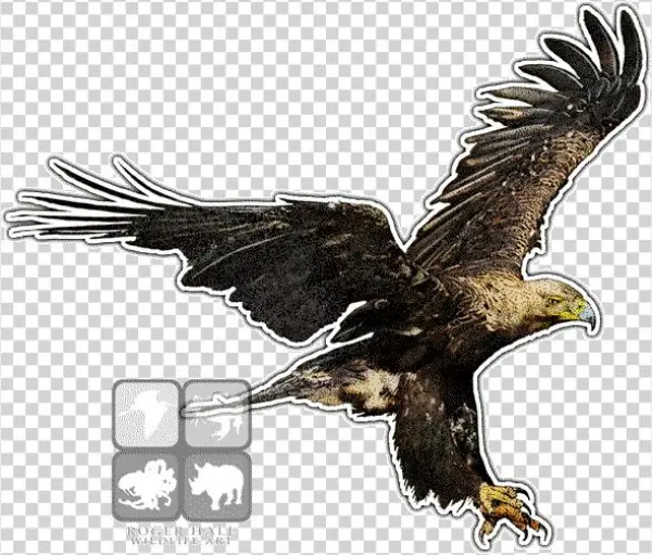 Imperial Eagle Png - Eastern Imperial Eagle Art