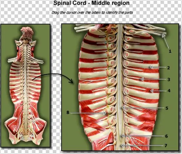 Middle Region Of Spinal Cord - Anatomy