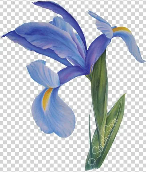 Picture - Watercolor Painting