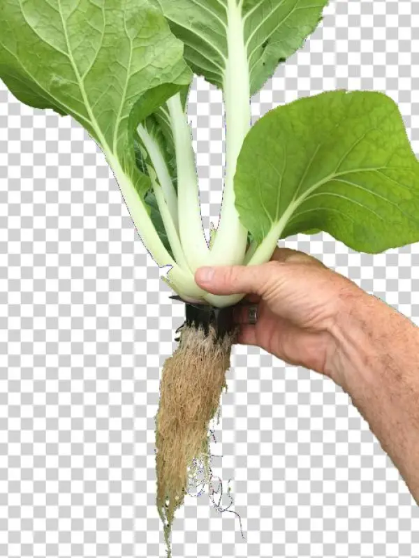 Seedling Baskets - Basket