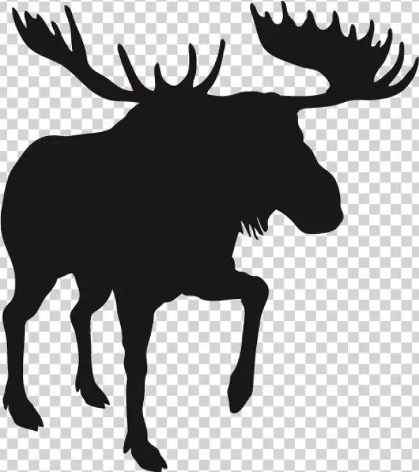 Stickers Moose - Cramahe, Ontario