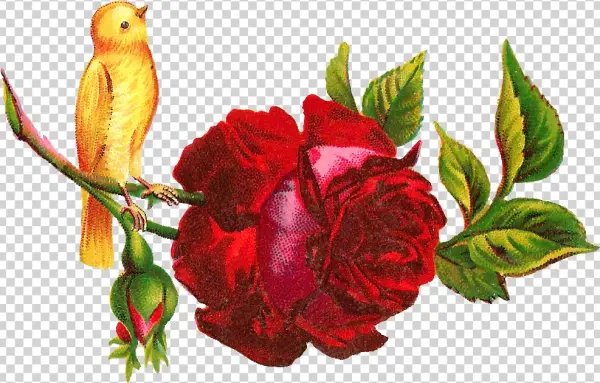 Yellow Rose Clipart Red - Clip Art