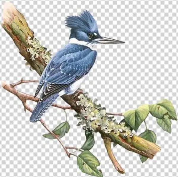 Bd-27 - Illustration