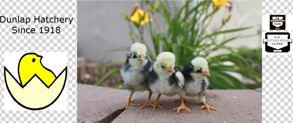 Chickens - Dunlap Hatchery