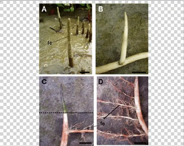 The Aerial Part With Green Color And Many Lenticels - Cypress Knee