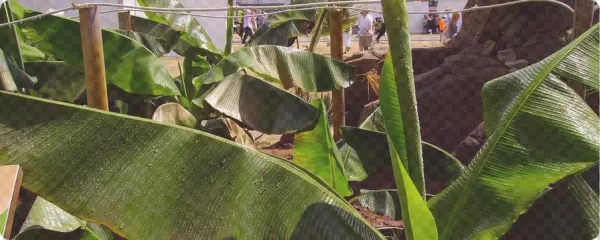 This Is An Old And Effective Method For The Detoxification - Ensete