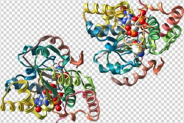 320 × 213 Pixels - Sult1a3