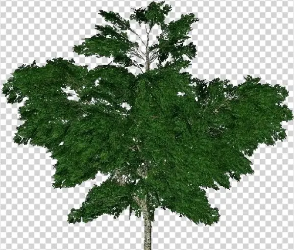 Árboles 3d - Plátano Común - London Plane