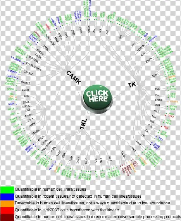 Camk, Tk And Tkl - Clipart 24 7