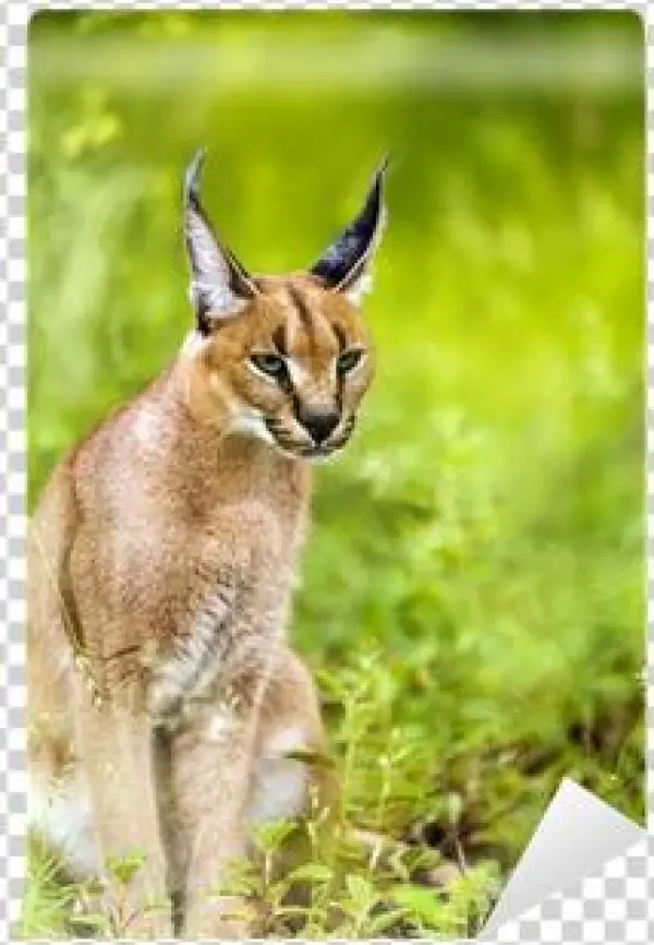 Caracal