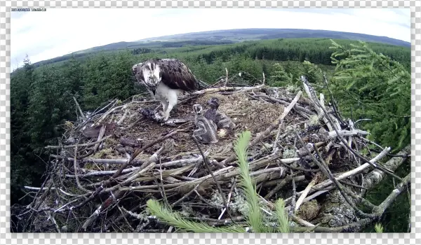 Chick 1 Has Left A Mark On Chick 2 Forestry Commission - Osprey