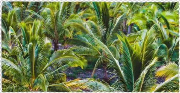 Coco Farm Printed Beach Towel