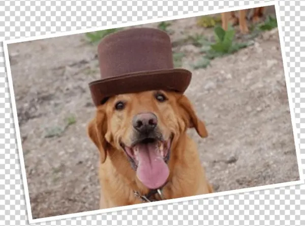 Details - Buster's Natural Pet Supply