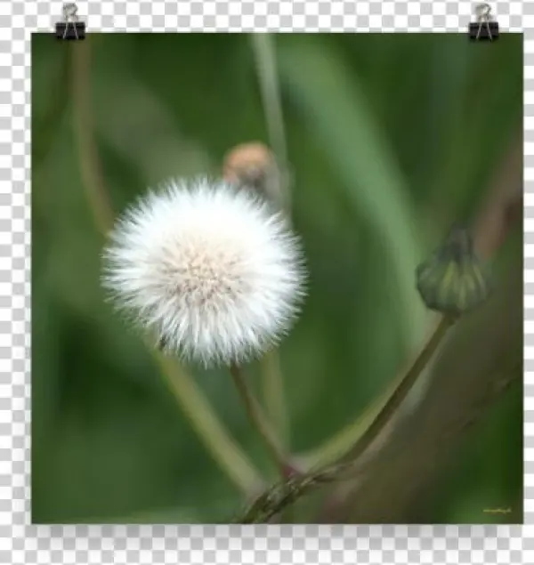 Enhanced Matte Print Dandelion Seeds Sale 10% Off Alexis - Crassocephalum