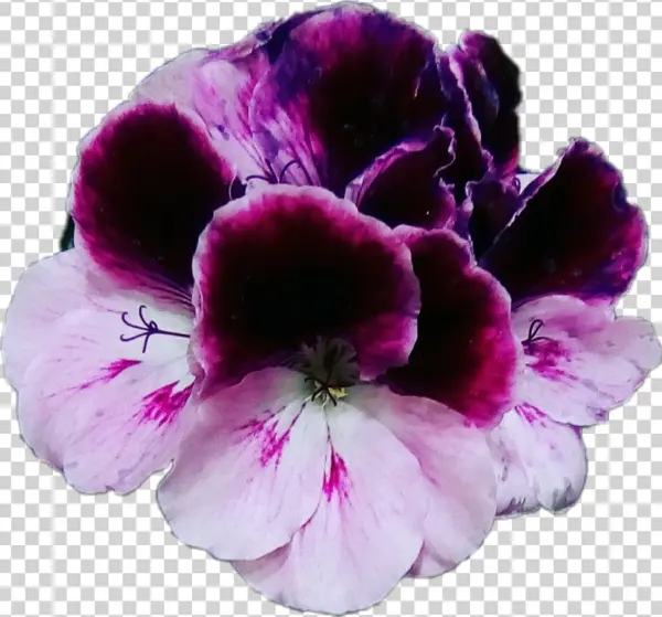 Flores Violet Violets Violetas Moradas Flowers Plantas - Geranium