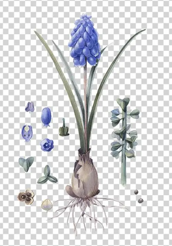 Grape Hyacinth