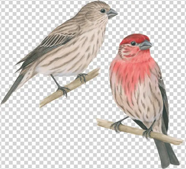 House Finch - Pinzon Mexicano