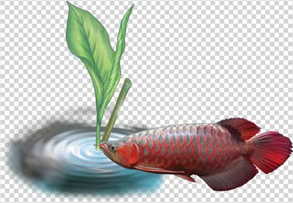 Of O Arowana Disease - Disease