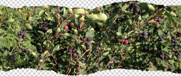 Saskatoon Berries