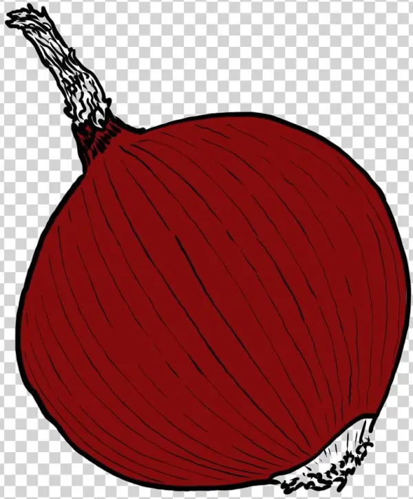 Single Onion Png Image - Illustration