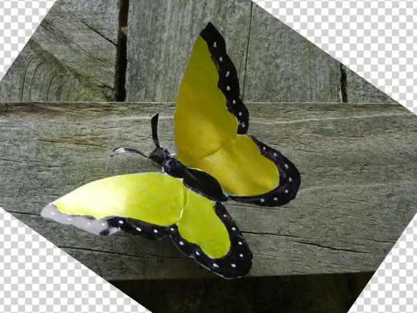 When I Saw Soda Can Butterflies On The Internet, I - Apatura