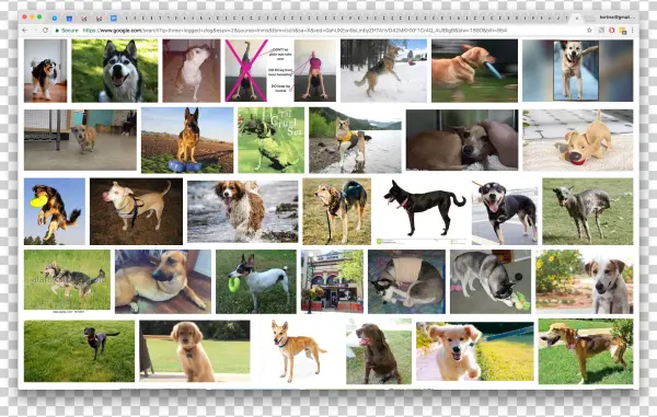 3-legged Doge - - Plus Laid Du Monde