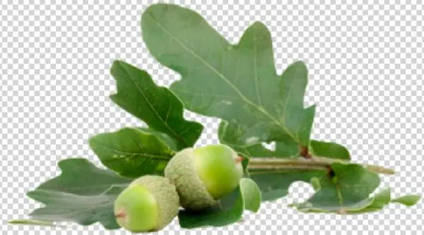 Acorn Png With Green Leaves - Жолуді Пнг