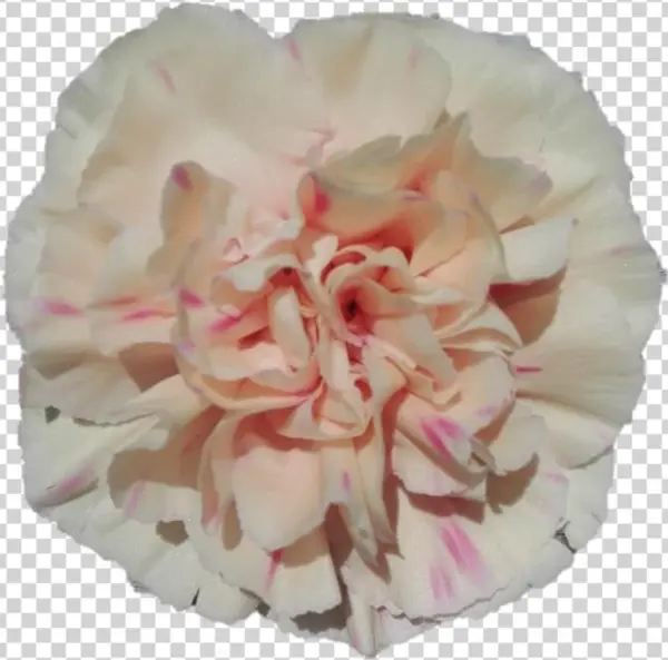 Apple Tea - Carnation - Apple