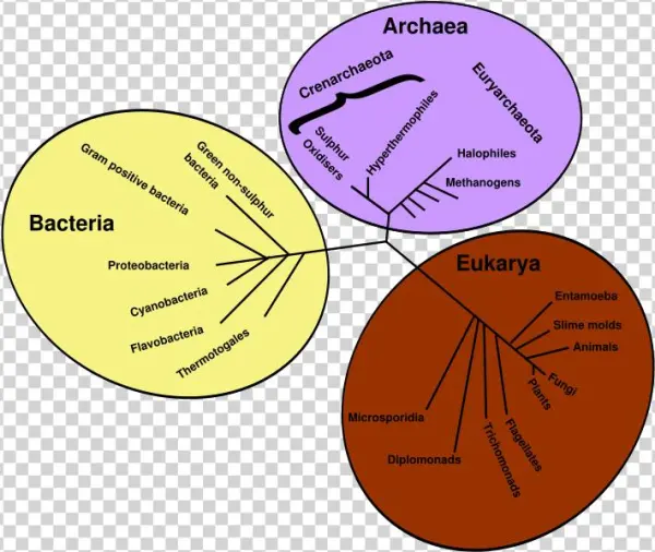 Escherichia Coli Clipart Anaerobic Bacteria - Drzewo Rodowe Organizmów