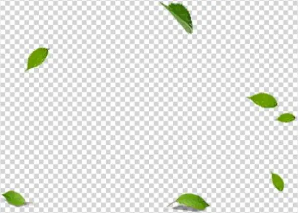 Folhas - Illustration