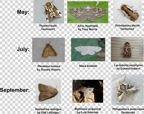 In The Figure Below You See The 3 Moth Species That - Bats Important