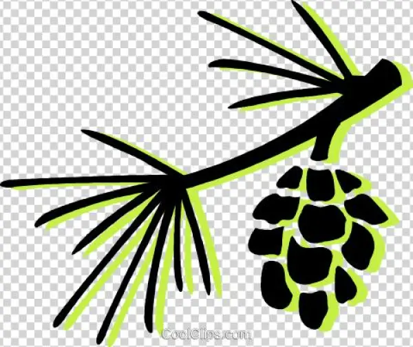 Pine Leaves And Pinecone