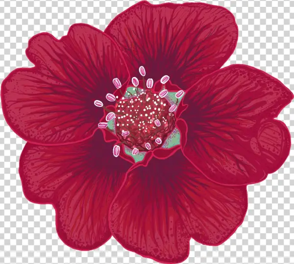 Potentilla Thurberi Illustration By Chloe Mydlowski - Potentilla Thurberi