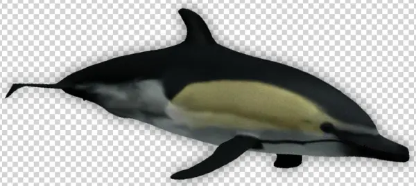 Short Beaked Common Dolphin - Tucuxi