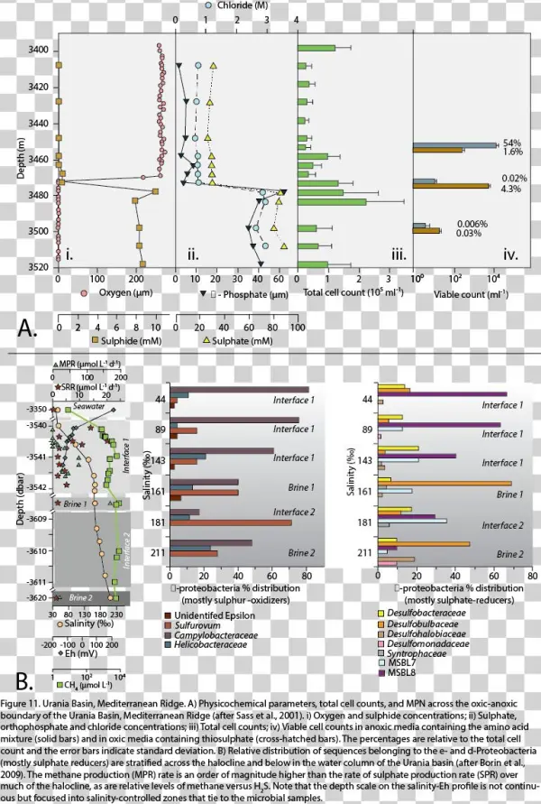 Sulphide Concentration In The Urania Basin Increases - Millimetre