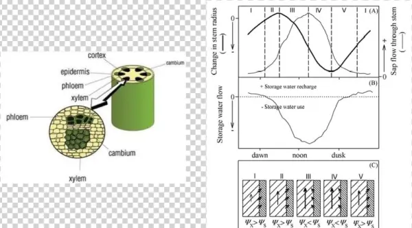 4 Cross Section Of The Tree Trunk 5 Daily Dynamics - Xylem And Phloem
