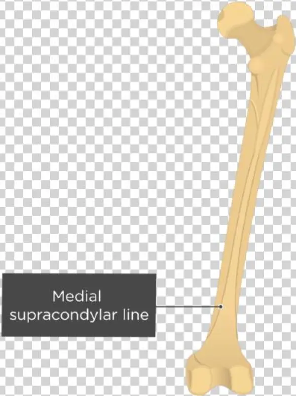 Gluteal Line Of Femur - Anterior Gluteal Line