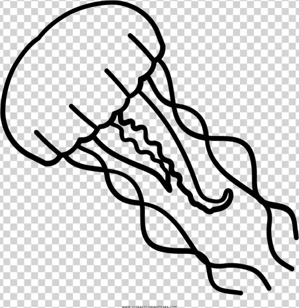 Superb Jellyfish Coloring Page 27