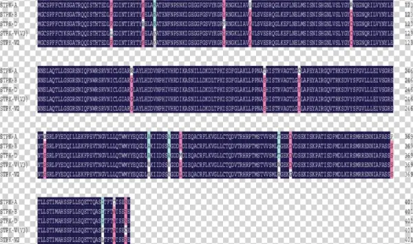 Alignment Of Amino Acid Sequences Deduced From Stpk - Tartan