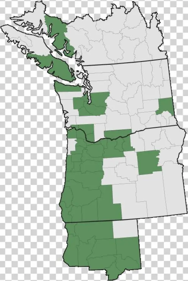 More Information - - Poison Oak Pacific Northwest