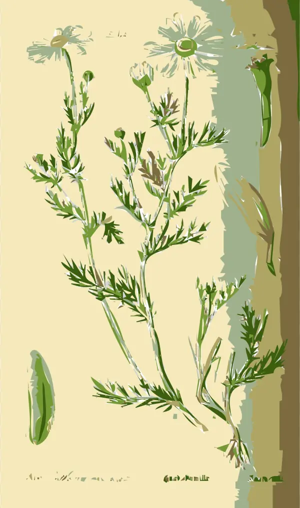 This Free Icons Png Design Of Illustration Of The Anthemis