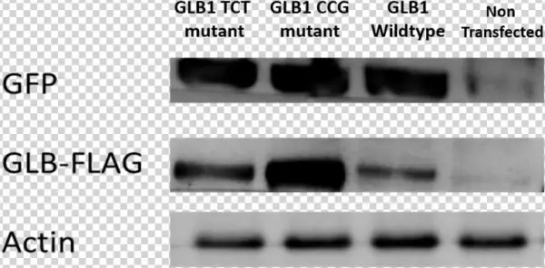 As Such, Any Change In Apparent Enzymatic Activity - Monochrome