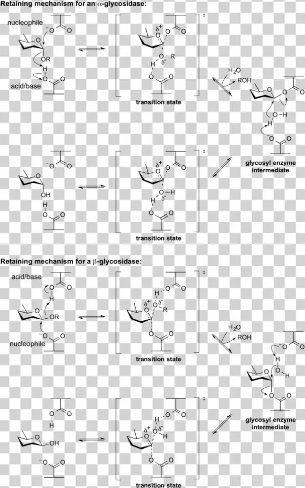 Retaining Glycosidase Mechanism - Retaining And Inverting Glycosidase
