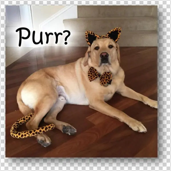 And Here's A Picture Of Victor Looking Very Handsome - Companion Dog